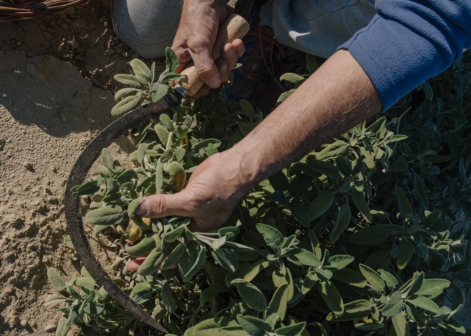 La valle degli aromi