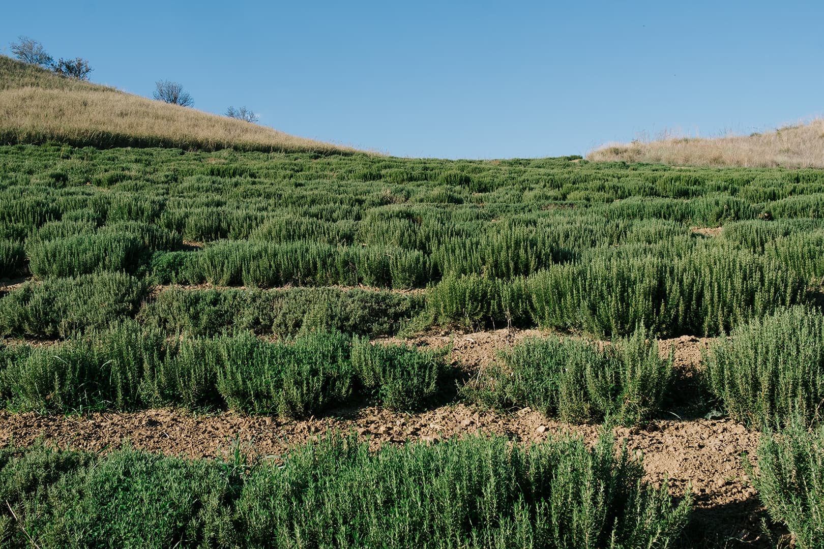 La valle degli aromi